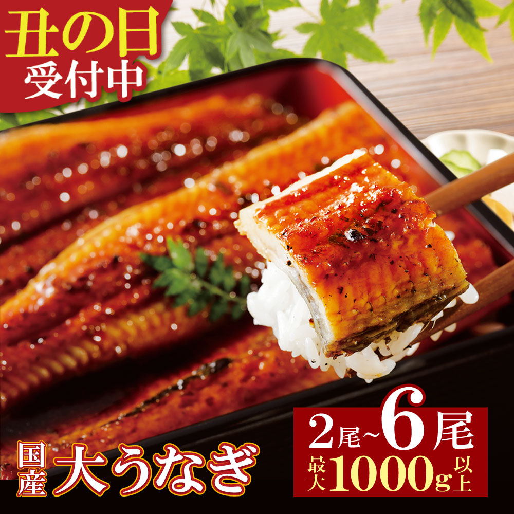 【ふるさと納税】 数量限定 丑の日 先行予約 容量選べる 国産うなぎ蒲焼大サイズ 2尾 4尾 6尾 鰻 鰻蒲焼用タレ・山椒付 博多若杉 うなぎ ウナギ 生産量日本一 鹿児島県産 宮崎県産 熊本県産 国産 土用の丑の日 U61