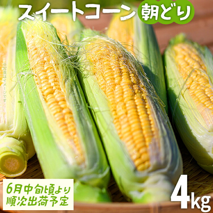 【ふるさと納税】スイートコーン 朝どり 4kg 【期間限定】 6月中旬頃より順次出荷予定 朝採り 朝採れ 完熟 農家直送 産地直送 とうもろこし トウモロコシ あまい 福岡県 福岡 九州 グルメ お取り寄せ ※北海道・沖縄・離島は配送不可