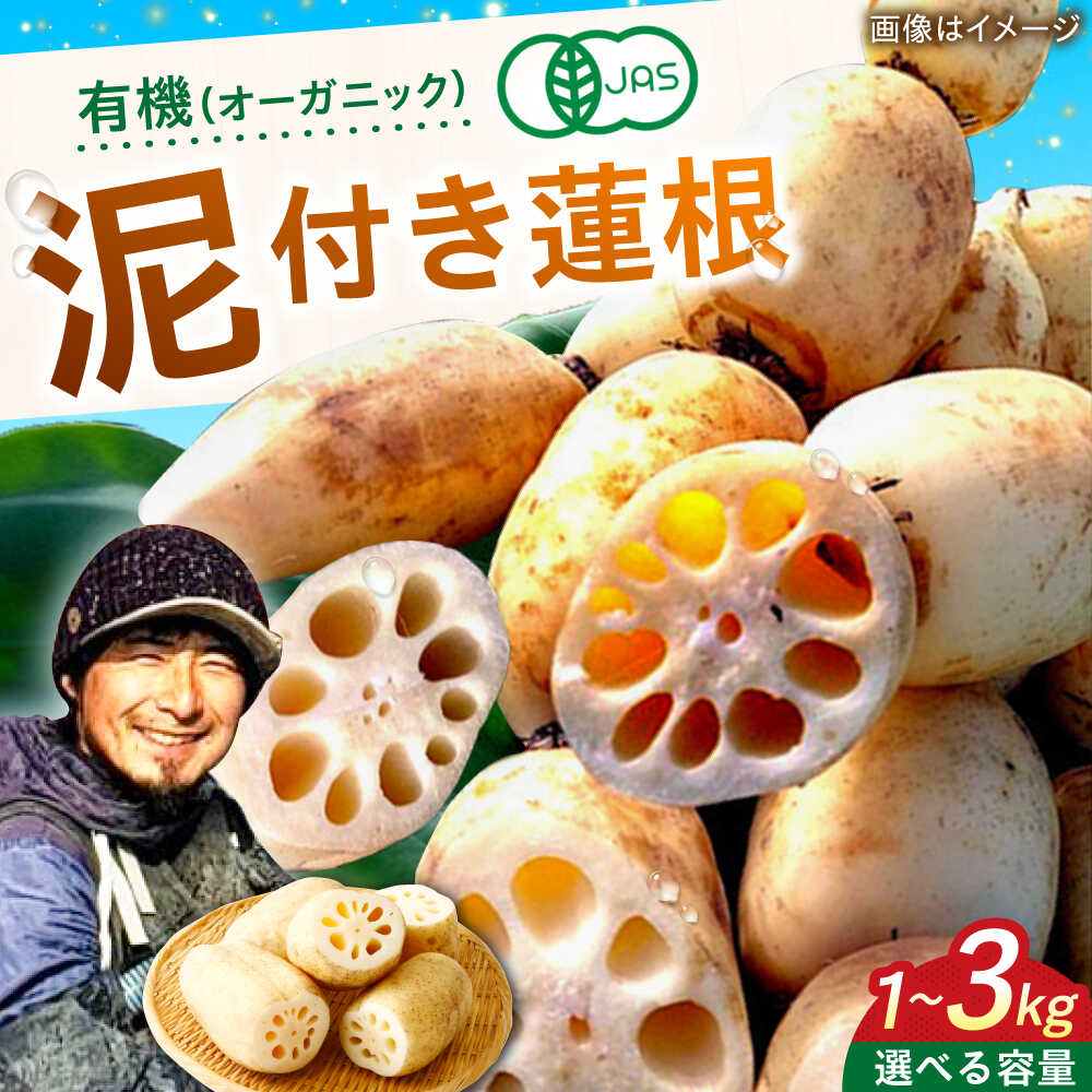れんこん 楽天市場】【ふるさと納税】野口れんこん 茨城県産 極上無漂白