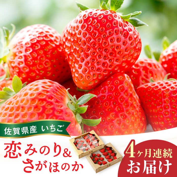 【ふるさと納税】【全4回定期便】交互にお届け！恋みのり・さがほのか  220g×2パック×4回 / イチゴ 苺 フルーツ 果物 / 佐賀県 / 鐘ヶ江農園 [41ASBK002]
