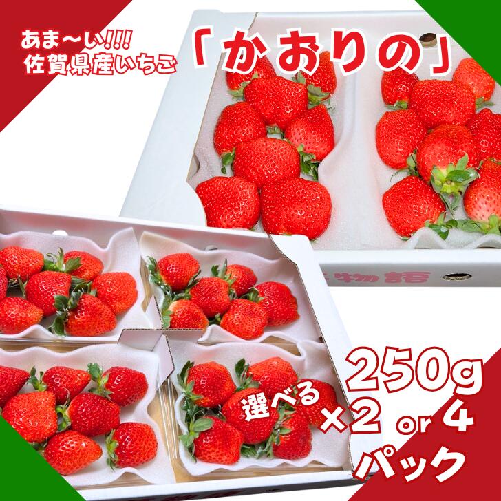 【ふるさと納税】佐賀県産 いちご「かおりの」選べる 250g×2～4P：A080-006