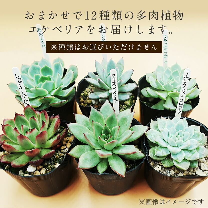 12種類の多肉植物エケベリアをお届けいたします ふるさと納税 ふるさと納税 多肉植物エケベリア12ポットおまかせセット 佐賀県唐津市