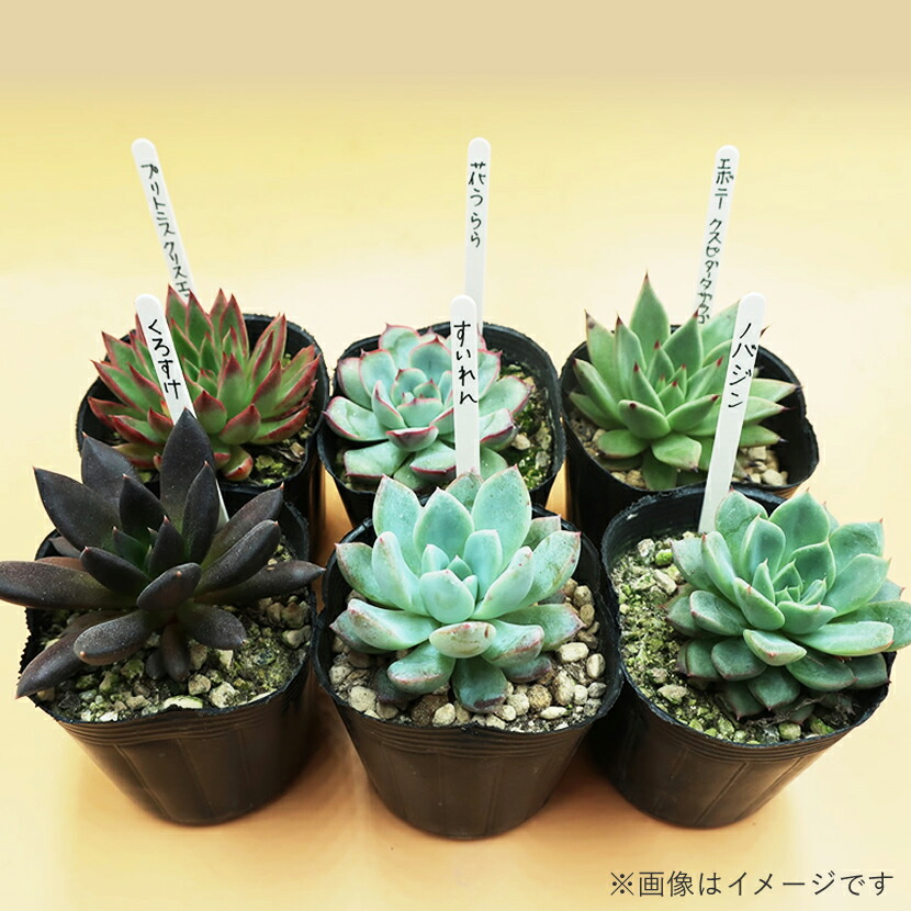 ふるさと納税 多肉植物エケベリア12ポットおまかせ一式 Bodydrop Co Uk