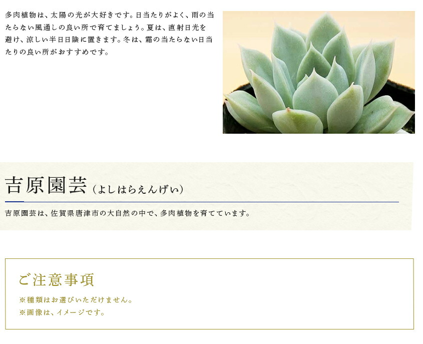 ふるさと納税 観葉植物 多肉植物エケベリア54ポットおまかせセット 佐賀県唐津市54種類の多肉植物エケベリアをお届けいたします