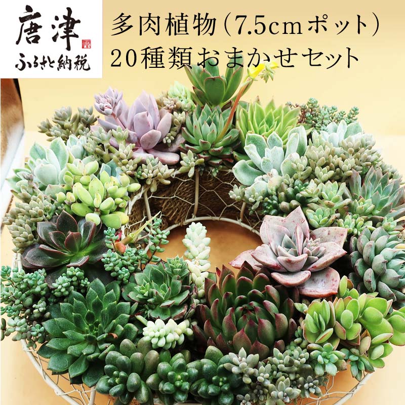楽天市場 ふるさと納税 多肉植物寄せ植え 60種類おまかせセット アソート 観葉植物 癒し 22年 令和4年 佐賀県唐津市