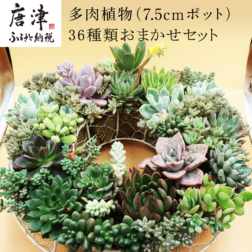 楽天市場 ふるさと納税 多肉植物エケベリア36ポット おまかせセット アソート 観葉植物 癒し 佐賀県唐津市