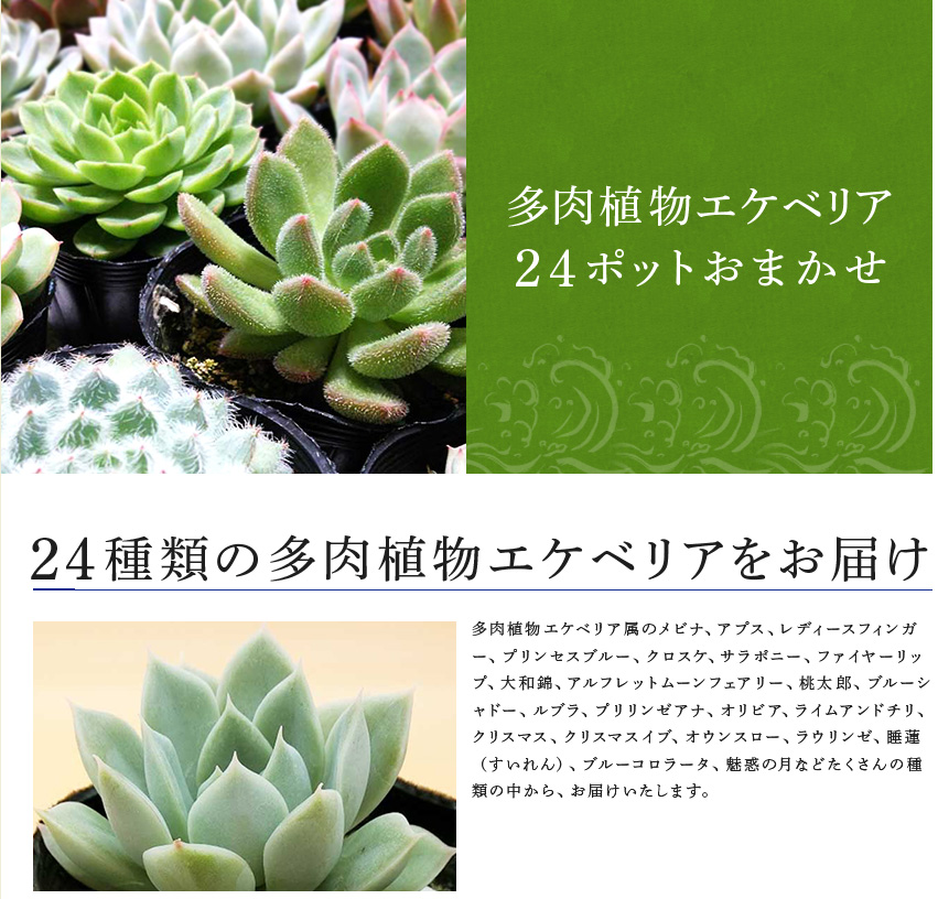 ふるさと納税 観葉植物 多肉植物エケベリア24ポットおまかせセット 佐賀県唐津市24種類の多肉植物エケベリアをお届けいたします