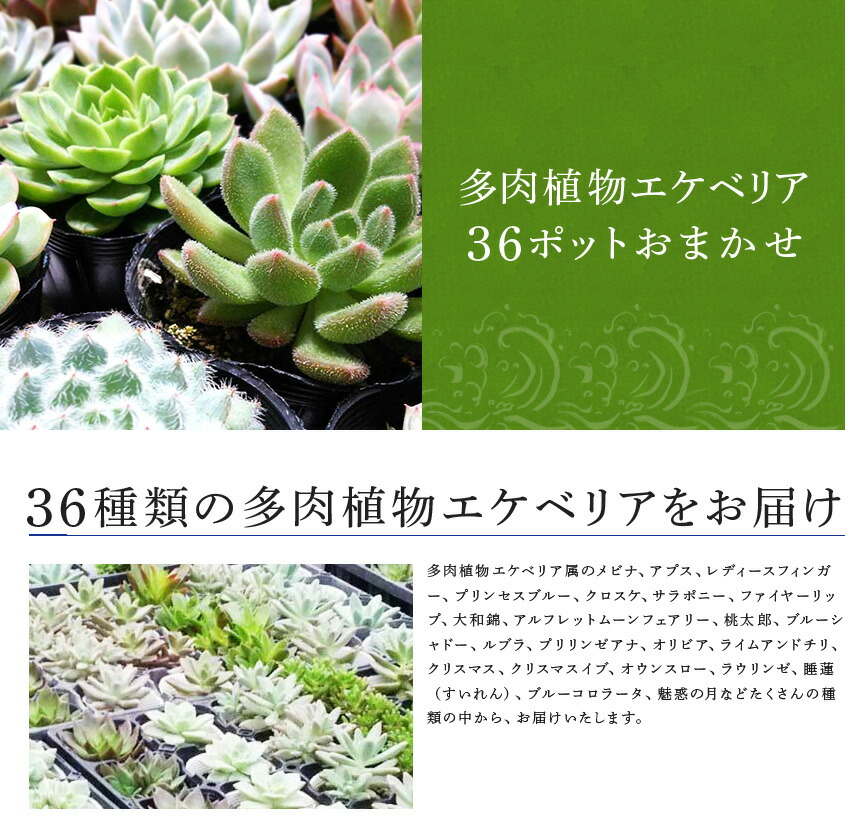 楽天市場 ふるさと納税 多肉植物エケベリア36ポットおまかせセット 佐賀県唐津市