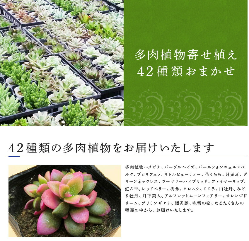 多肉植物寄せ植え42種類おまかせセット 佐賀県唐津市42種類の多肉植物をお届けいたします 花 観葉植物 観葉植物 ふるさと納税