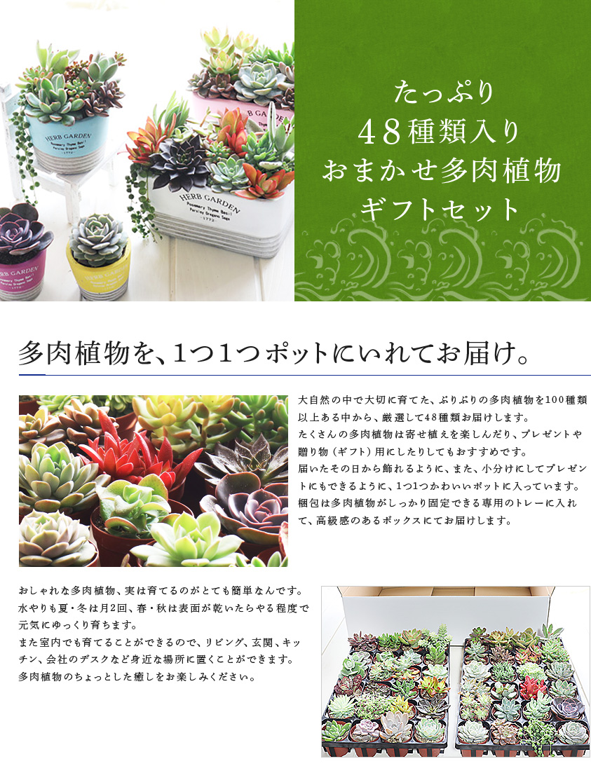 48種類入り ふるさと納税 おまかせ多肉植物ギフトセット花 ガーデン Diy ふるさと納税 おまかせ多肉植物ギフトセット