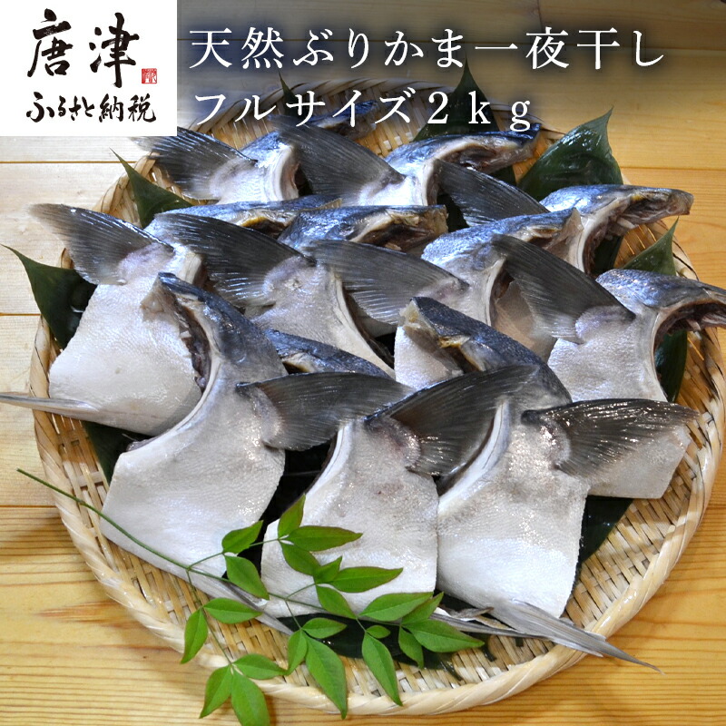 残りわずか 天然ぶりかま一夜干し フルサイズ２ｋｇ 佐賀県唐津市 高質で安価 Barguna Police Gov