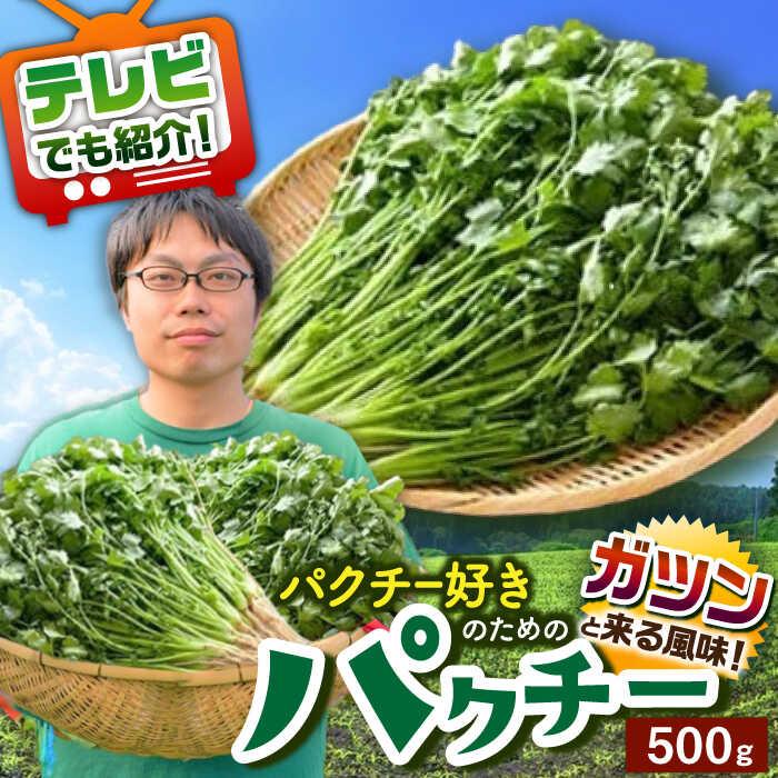 【ふるさと納税】＜満天☆青空レストランでご紹介＞パクチー好きのためのパクチー 500g /江口農園 [UBF008] パクチー 野菜 エスニック 国産