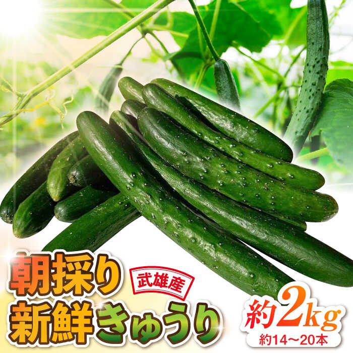 楽天市場】【ふるさと納税】てげうま きゅうり 5kg ひなたGAP 宮崎県産