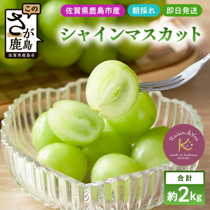 【ふるさと納税】朝採れ即日発送◆数量限定◆シャインマスカット 約2kg 3～4房【先行予約】【2025年8月中旬～9月下旬配送予定】鮮度第一 可愛いラッピングで贈り物にも◎ ご褒美 プレゼント 贈答 ギフト 果物 葡萄 ぶどう マスカット 野菜 佐賀 鹿島市 人気 送料無料  C-38
