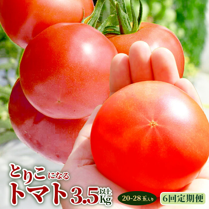 【ふるさと納税】【6回定期便】【先行受付】2026年12月下旬より順次発送予定 とりこになるトマト 3.5kg以上 トマト 野菜 農家直送 ギフト 人気 佐賀県鹿島市 たにぐちファーム Ricotomato（リコトマト）～とりこになるトマト～ E-107｜佐賀県鹿島市
