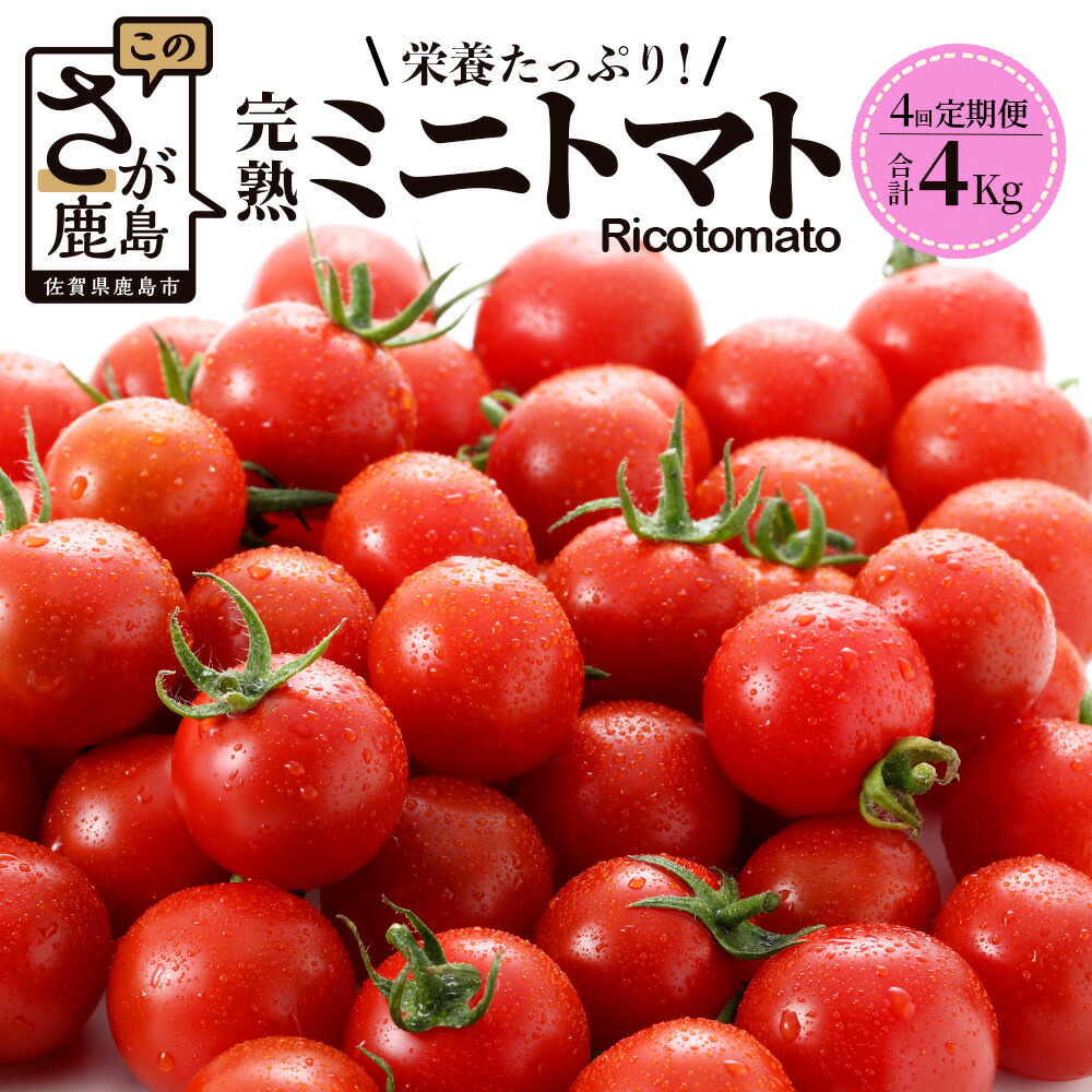 トマト  ◎JA筑前あさくら トマト『感激73』（B品）※12月中旬～順次出荷