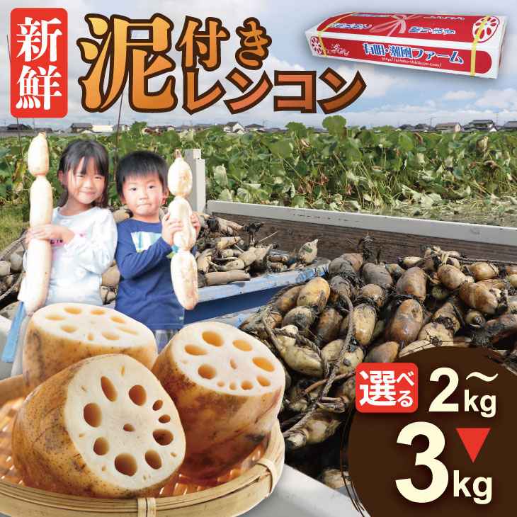 楽天市場】【ふるさと納税】佐賀県産 泥付き レンコン（ 2kg〜3kg