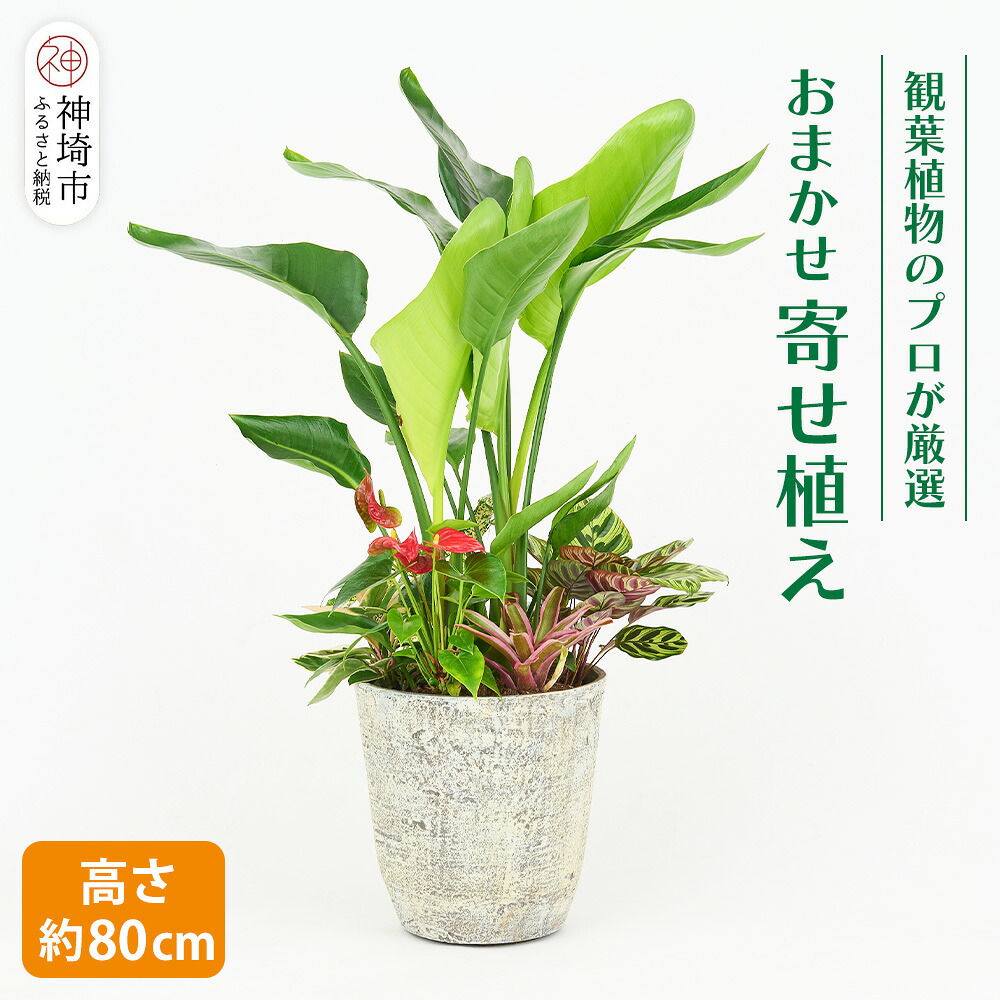 【ふるさと納税】事あたらしい取りあわせる観葉草木 L大きさ【寄せ植え 室内装飾 リビング 室内 緑であること 草木 癒し リフレッシュ】 (H086106)