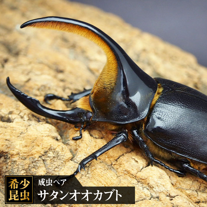 【ふるさと納税】サタンオオカブト成虫ペア吉野ヶ里町/ドルクス佐賀[FBS002]｜佐賀県吉野ヶ里町