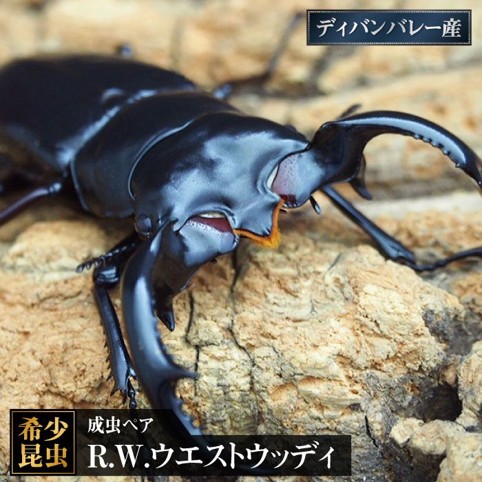 楽天市場】【ふるさと納税】【限定2セット/世界最高のクワガタ】R.W.
