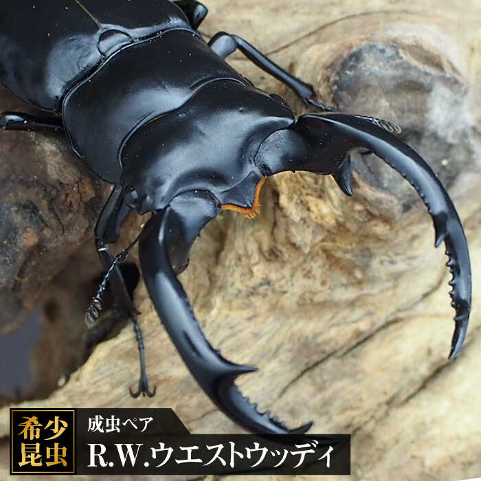 楽天市場】【ふるさと納税】【限定5セット】ギアスゾウカブト成虫ペア