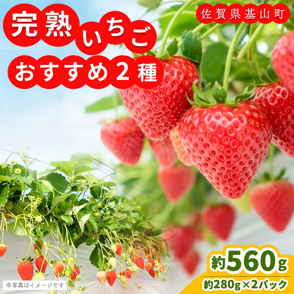 【ふるさと納税】【農場直送いちご】いちご2品種食べ比べ(約280g×2P)【ふるさと納税 基山町産 イチゴ 朝採れ 完熟果 KBCテレビ「ふるさとwish」で紹介されました】K100032