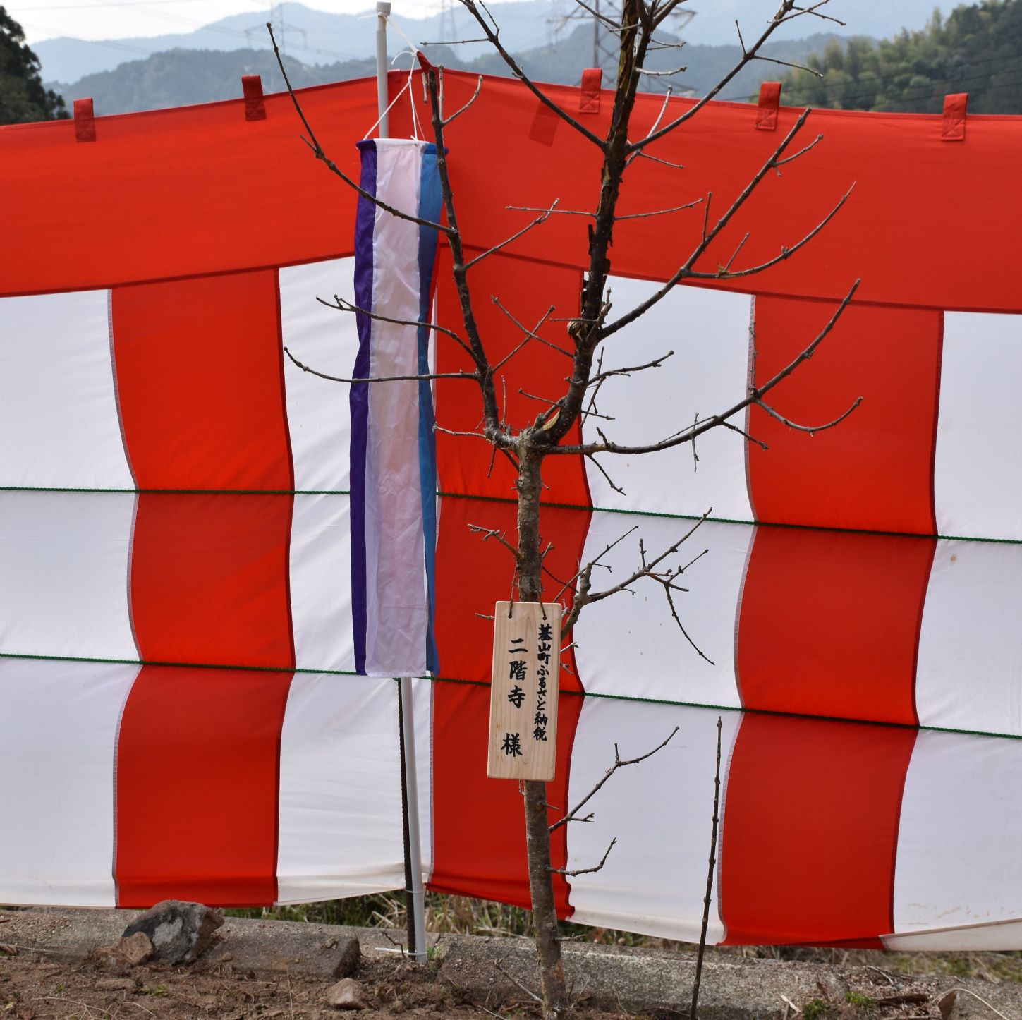 【ふるさと納税】ひと津液たごの木 30年所有権者権【所有権者 ひと津液たごの木 なんじゃもんじゃの木 真っ白い花 植樹 花見】 K069003