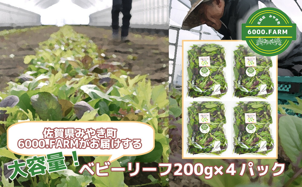 【ふるさと納税】大容量ベビーリーフ200ｇ×４セット 有機JAS認証取得 野菜 葉野菜 サラダ 国産 直送（FV002）