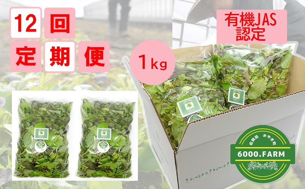 【ふるさと納税】【12回定期便】【飲食店御用達】有機JAS認証サラダリーフMix(500g×２袋　合計１ｋｇ）野菜 サラダ 国産 新鮮 直送（FV016）