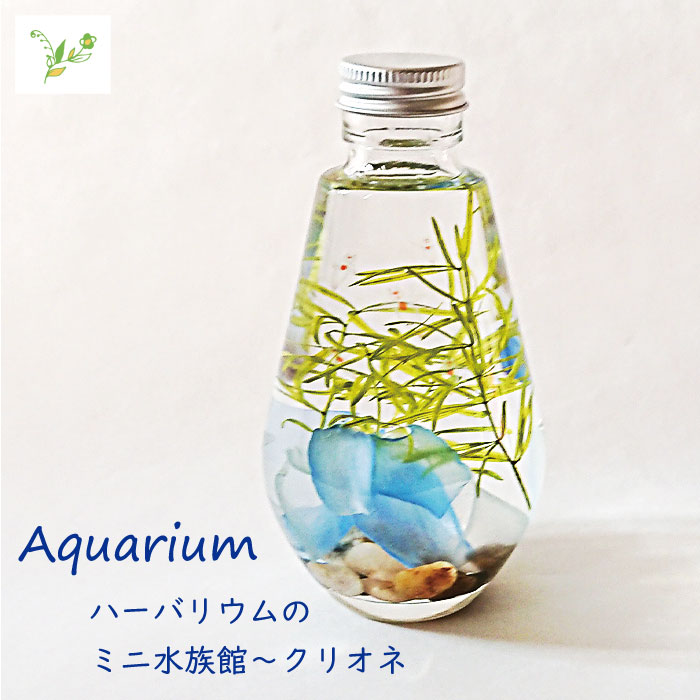 Fh012 Aquarium クリオネ フラワーアレンジメント ハーバリウム 誕生日 プレゼント 22 インテリア 観賞魚 オブジェ ギフト お中元 国際ブランド
