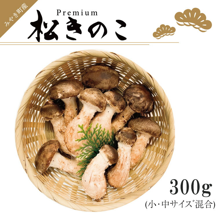 【ふるさと納税】訳あり お得な 高級 松きのこ サイズ不揃い 家庭用 300ｇ（EW013）