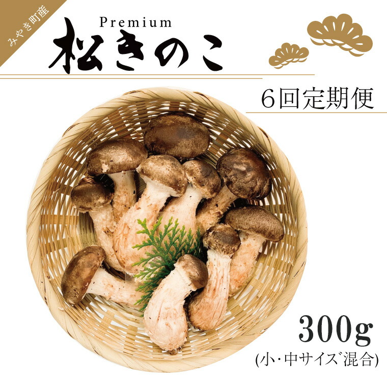 【ふるさと納税】訳あり お得な 高級松きのこ サイズ不揃い 家庭用 300ｇ【年6回コース】（EW015）