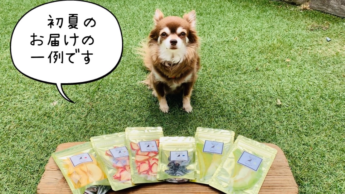 【ふるさと納税】犬の無添加おやつ☆お砂糖不使用ドライフルーツ☆旬の果物6袋【定期便】全6回(DT016)