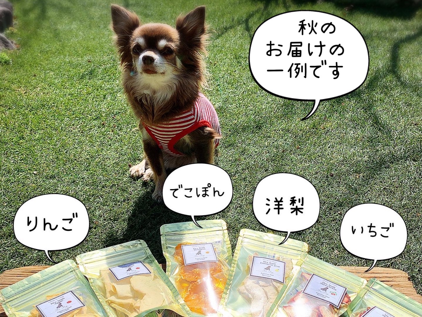 【ふるさと納税】犬の無添加おやつ☆お砂糖不使用ドライフルーツ☆旬の果物6袋【定期便】全6回(DT016)