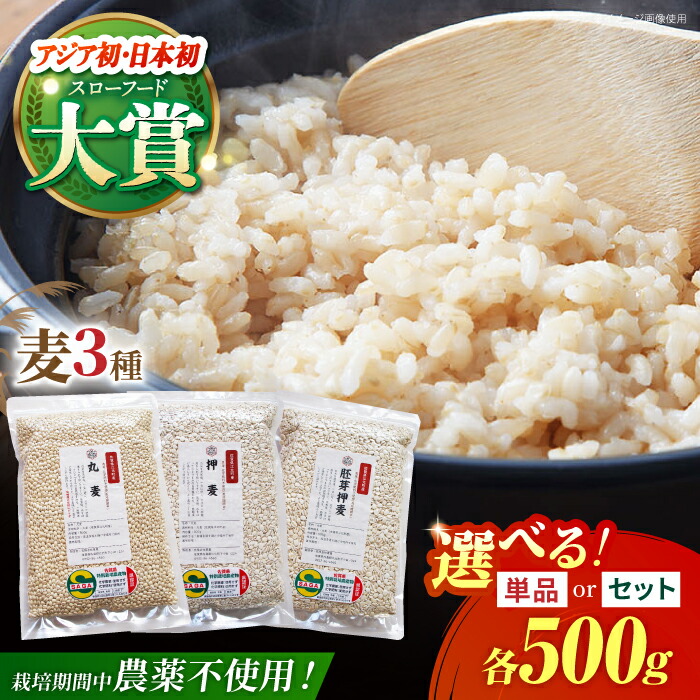 【ふるさと納税】＜栽培期間中農薬不使用＞【選べる品種】江北町産 麦  ( 丸麦 / 胚芽押麦 / 押麦 )  1等麦【葦農】 [HAJ012] / 特別栽培農産物 特別栽培 特栽 麦 むぎ ムギ 佐賀 佐賀県 九州 送料無料
