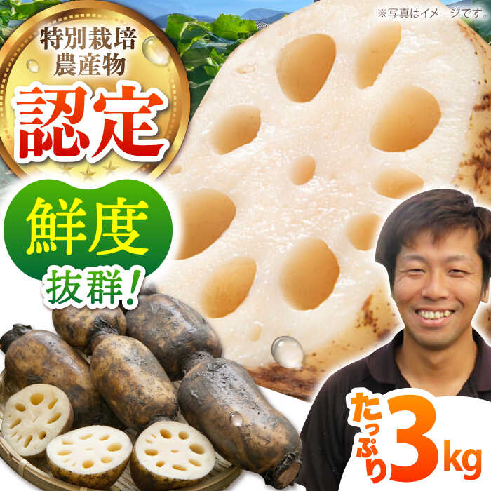 れんこんさん専用 楽天市場】【ふるさと納税】【先行予約】レンコン 4kg【新