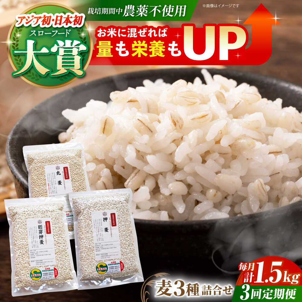 【ふるさと納税】【全3回定期便】麦詰合 1.5kg ( 500g 3種 ) 江北町産 サチホゴールデン 【葦農】 [HAJ031] 31,200円