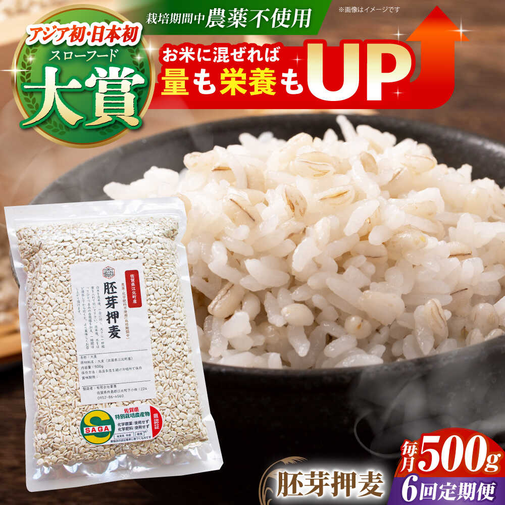【ふるさと納税】【全6回定期便】胚芽押麦 500g ( 1等麦使用 ) 江北町産 サチホゴールデン 【葦農】 [HAJ035]