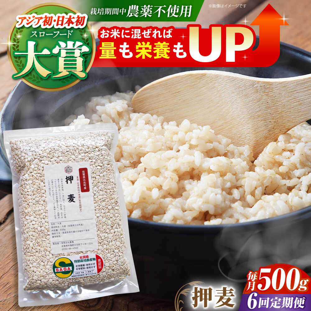 【ふるさと納税】【全6回定期便】押麦 500g ( 1等麦使用 ) 江北町産 サチホゴールデン 【葦農】 [HAJ038]