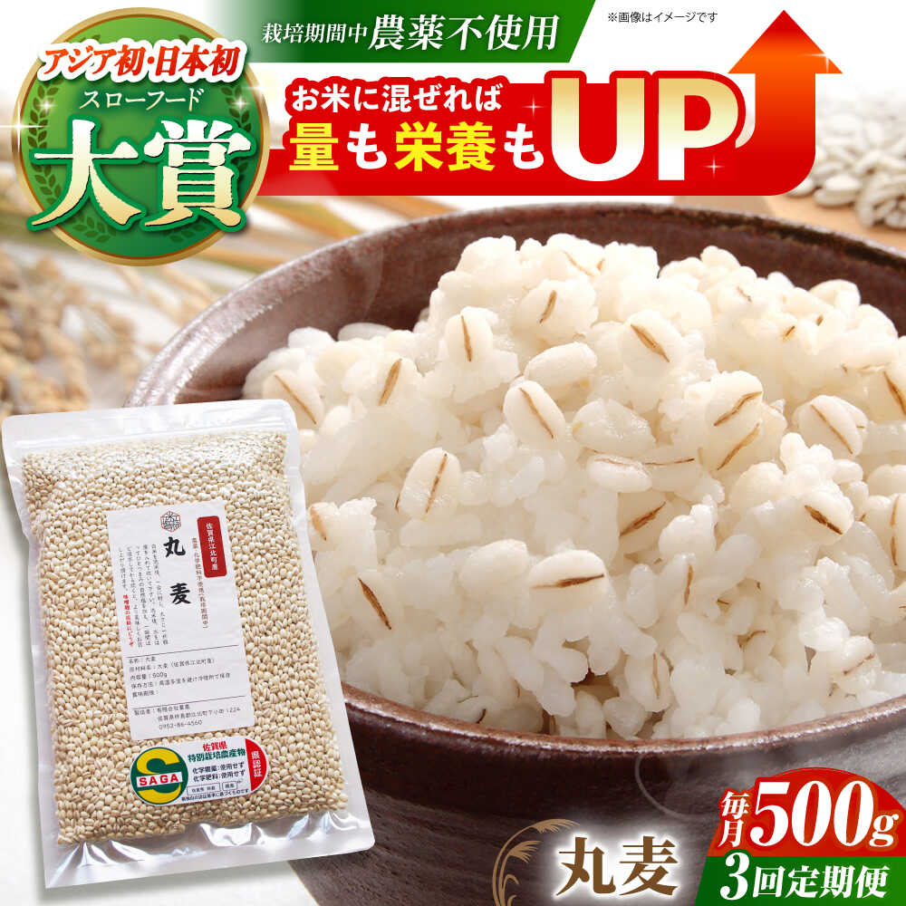 【ふるさと納税】【全3回定期便】丸麦 500g ( 1等麦使用 ) 江北町産 サチホゴールデン 【葦農】 [HAJ040]