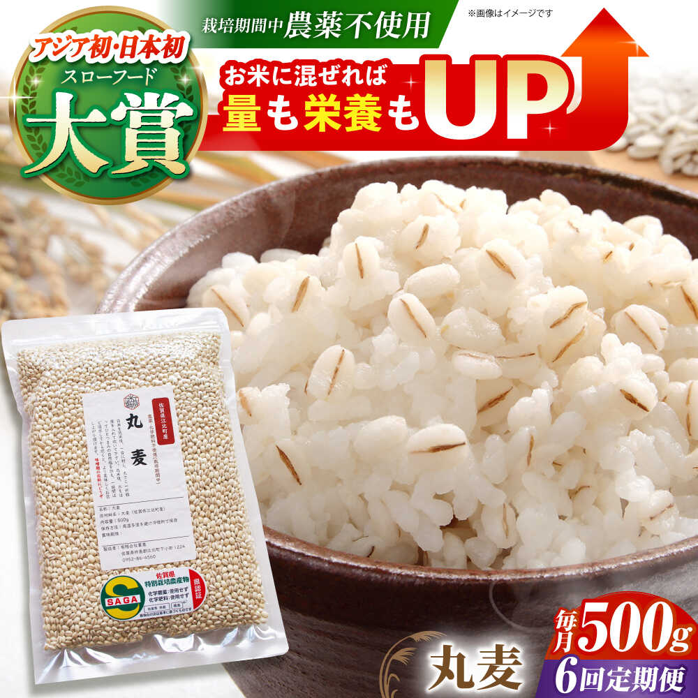 【ふるさと納税】【全6回定期便】丸麦 500g ( 1等麦使用 ) 江北町産 サチホゴールデン 【葦農】 [HAJ041]｜佐賀県江北町