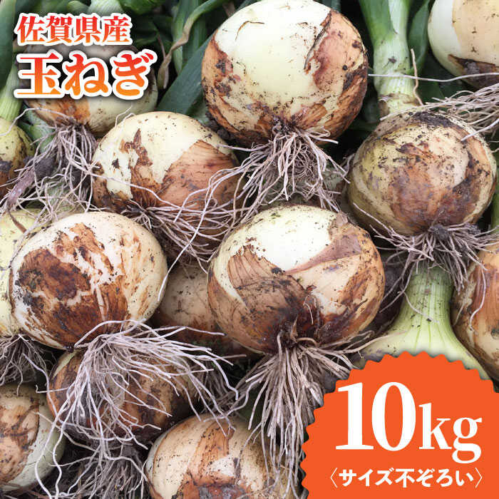 楽天市場】【ふるさと納税】【訳アリ】玉ねぎ 20kg Sサイズ : 北海道北見市