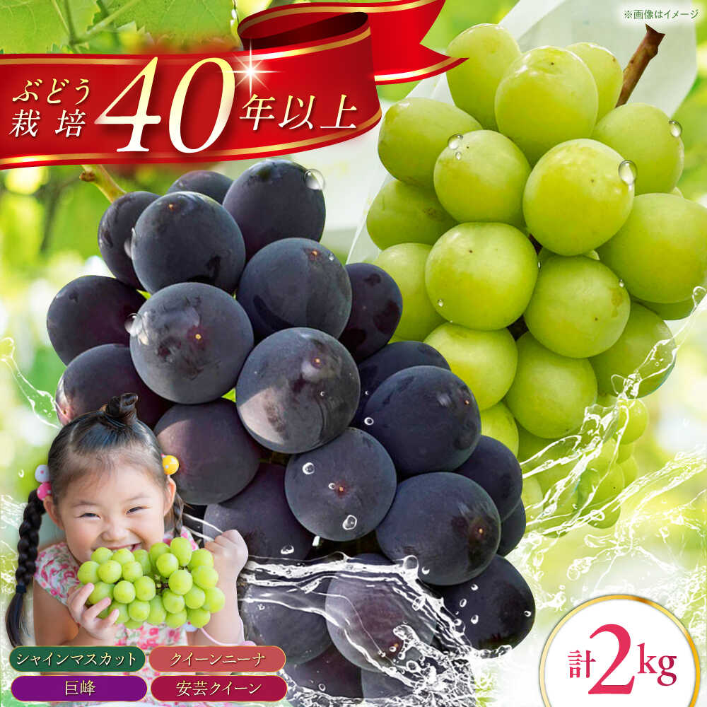 【ふるさと納税】【6～7月発送】ぶどう 3種詰合せ 2kg　（ シャインマスカット 巨峰 安芸クイーン クイーンニーナ ）/ 佐賀県産 / 【石井園】[HDD002]