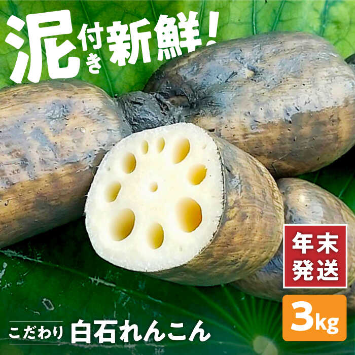 楽天市場】【ふるさと納税】【年内配送】【農家直送！】れんこん（泥