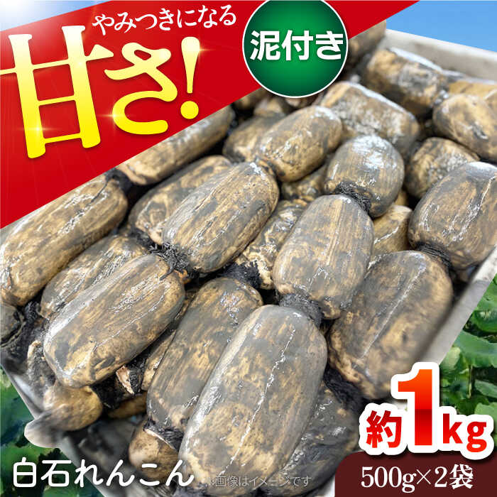 産地直送！白石町産 泥付き れんこん（4kg）【佐賀県農業協同