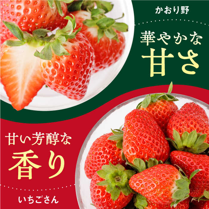 オンラインショッピング 赤いちご 食べ比べ かおり野 いちごさん 各240g 詰め合わせ セット 計480g イチゴ 苺 フルーツ 果物 白石町産  佐賀県産 IBJ006 fucoa.cl