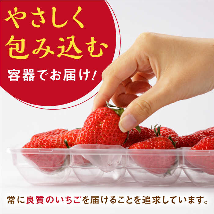 オンラインショッピング 赤いちご 食べ比べ かおり野 いちごさん 各240g 詰め合わせ セット 計480g イチゴ 苺 フルーツ 果物 白石町産  佐賀県産 IBJ006 fucoa.cl