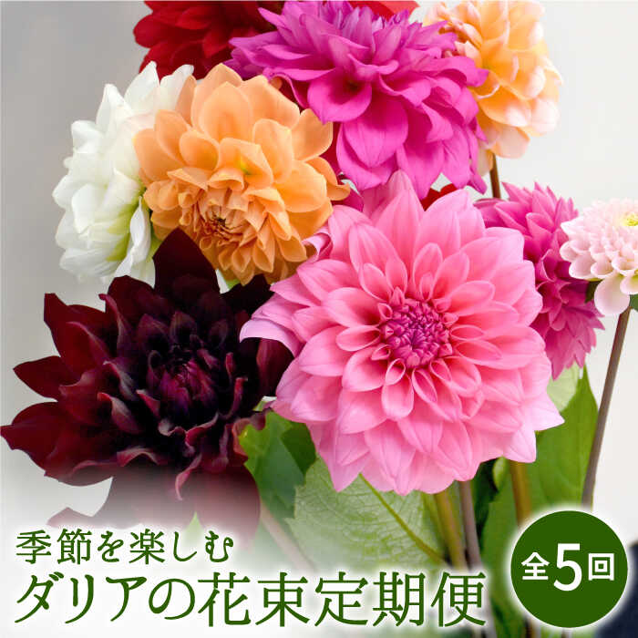 ふるさと納税 農家直送 全5回 季節を楽しむ ダリア 花束 定期便 かわさき花園 Ibk007 Ice Org Br