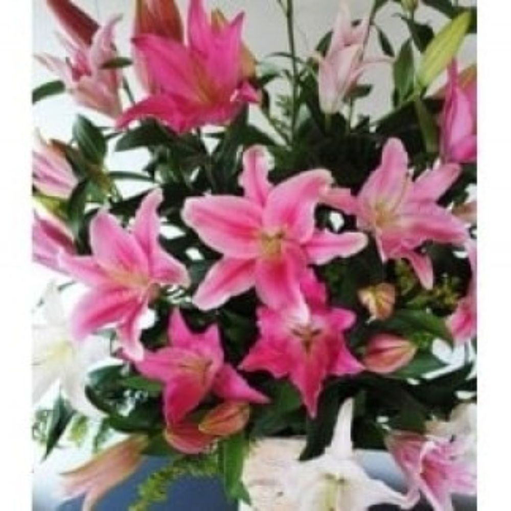 楽天市場】◇オリエンタルリリー【ピンク10本】ブーケ ユリ 百合