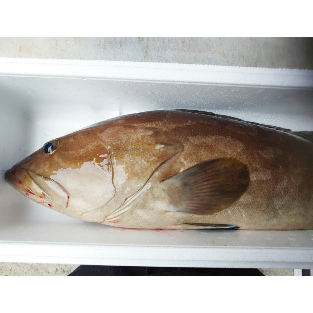 対馬産 天然 クエ アラ モロコ 1，4キロ 太ってますよー(^q^) Yahoo!オークション - 超高級魚 クエ アラ モロコ 1.9キロ 対馬 天然